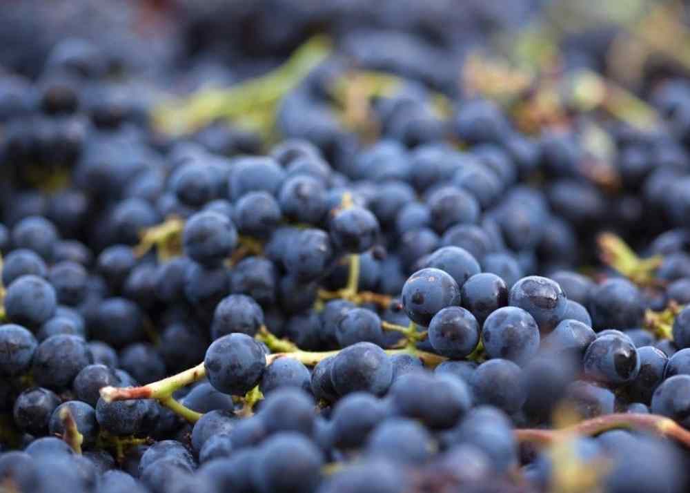 Health Benefits Of Eating Black Grapes
