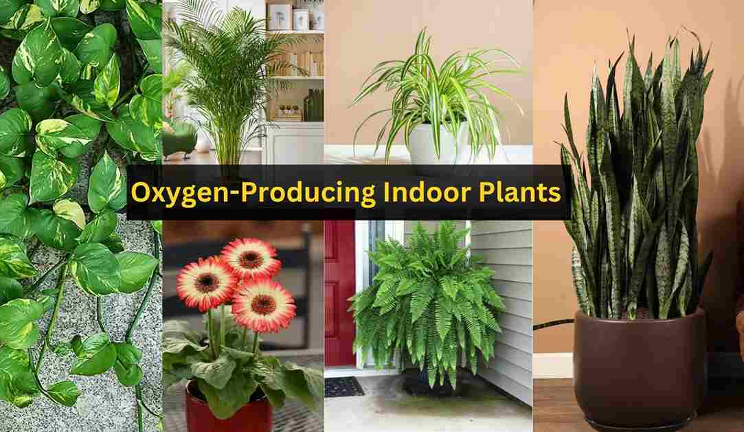 7 MustHave OxygenProducing Indoor Plants for Your Home and Office