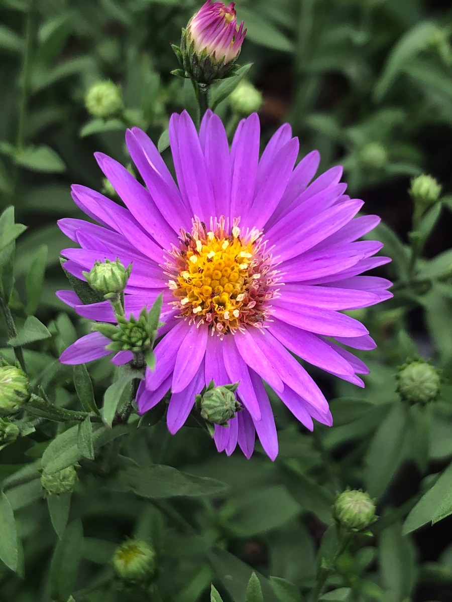 Buy Wood's Purple Aster Plants Online Stadler Nurseries