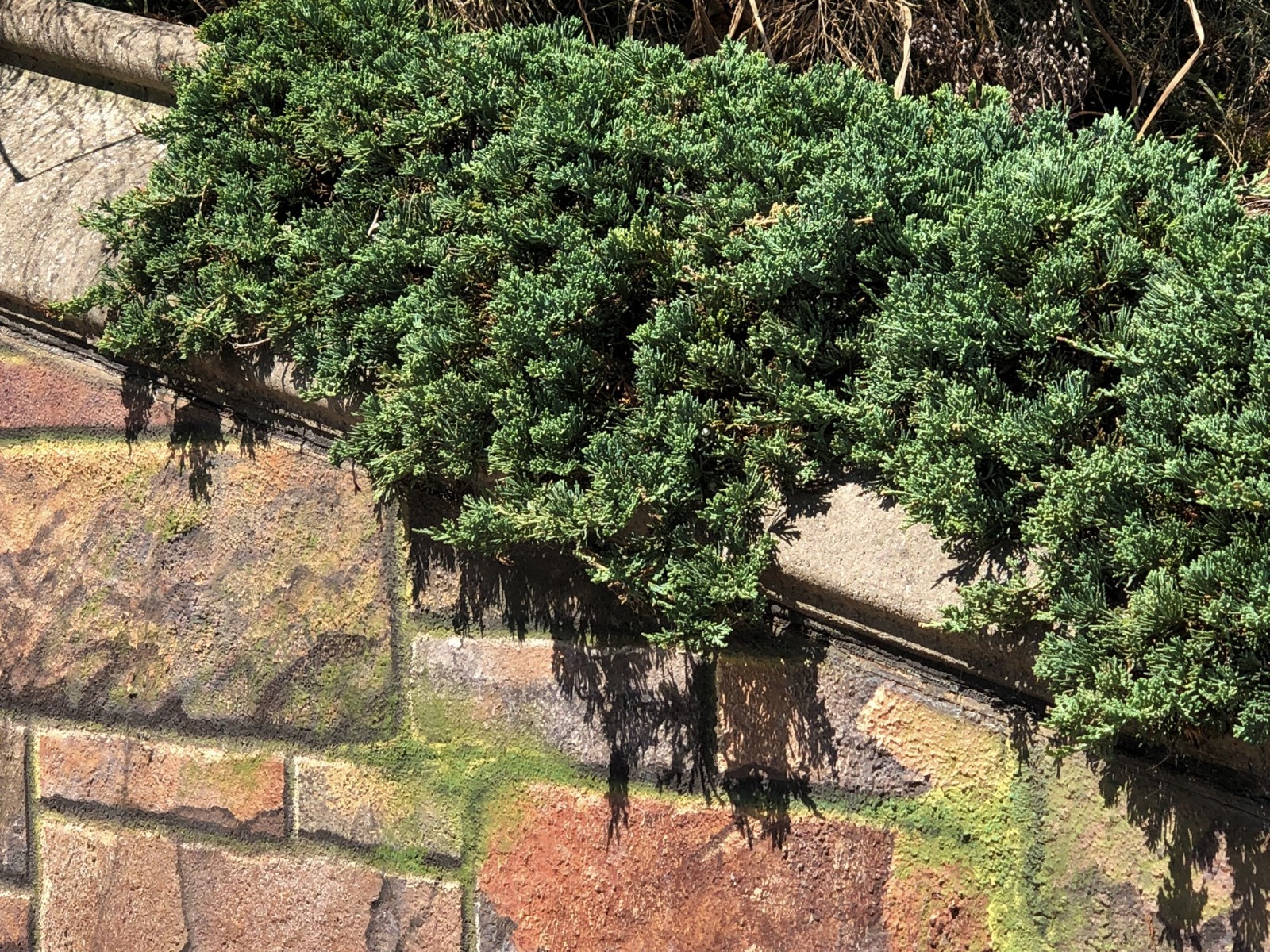 Buy Blue Rug Juniper Plants Online Stadler Nurseries