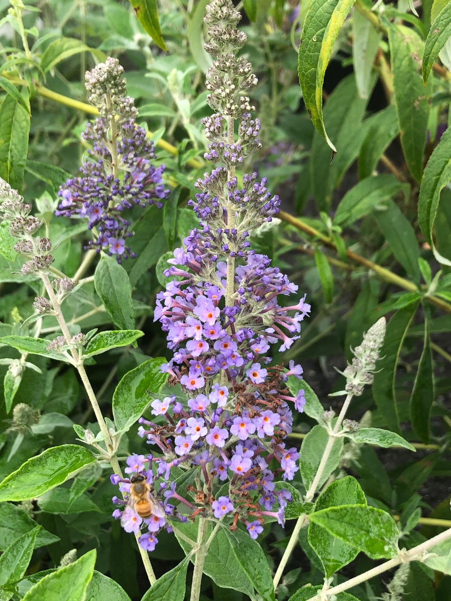 Buy Butterfly Bush Online Buddleia Stadler Nurseries