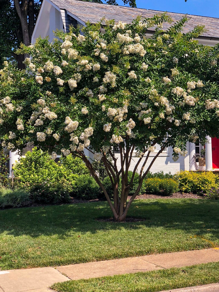 Buy Natchez Crape Myrtle Trees Online Stadler Nurseries