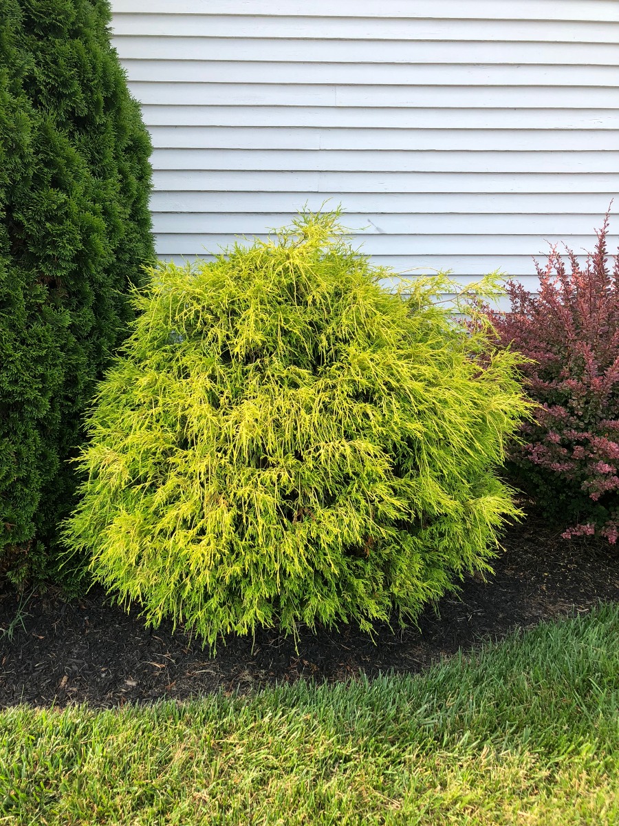 Paul's Gold Cypress at Major Gordon blog