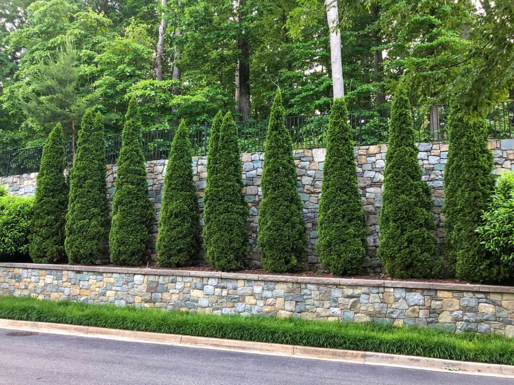 Buy Emerald Green Arborvitae Trees Stadler Nurseries