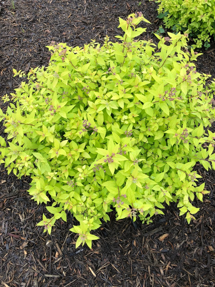 Buy Gold Mound Spirea Shrubs Online Stadler Nurseries