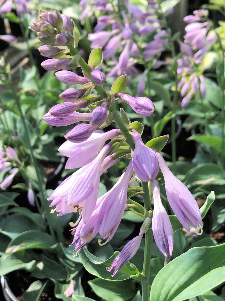 Buy Blue Angel Hosta Plants Online Stadler Nurseries