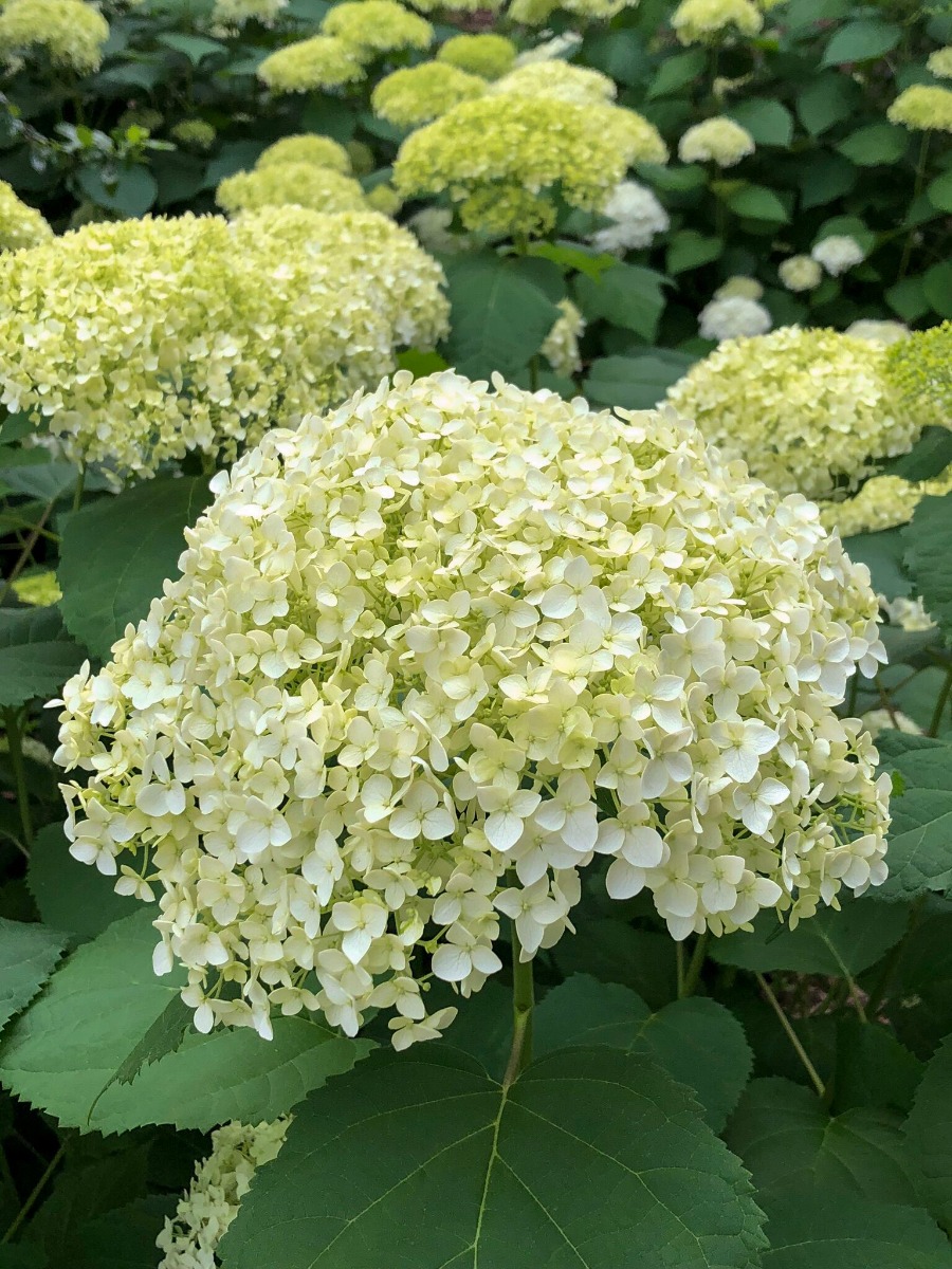 Buy Annabelle Hydrangea Plants Online Stadler Nurseries