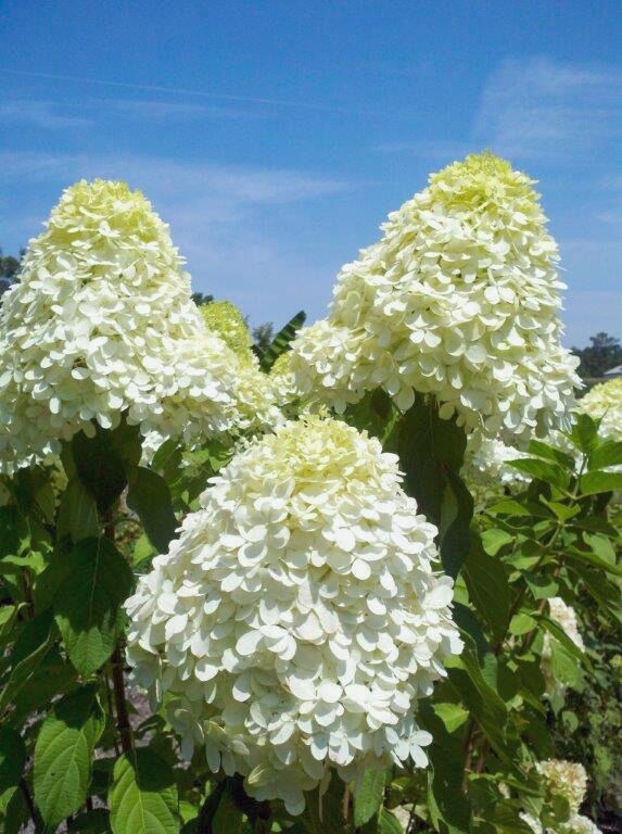 Buy Limelight Hydrangea Trees Online Stadler Nurseries