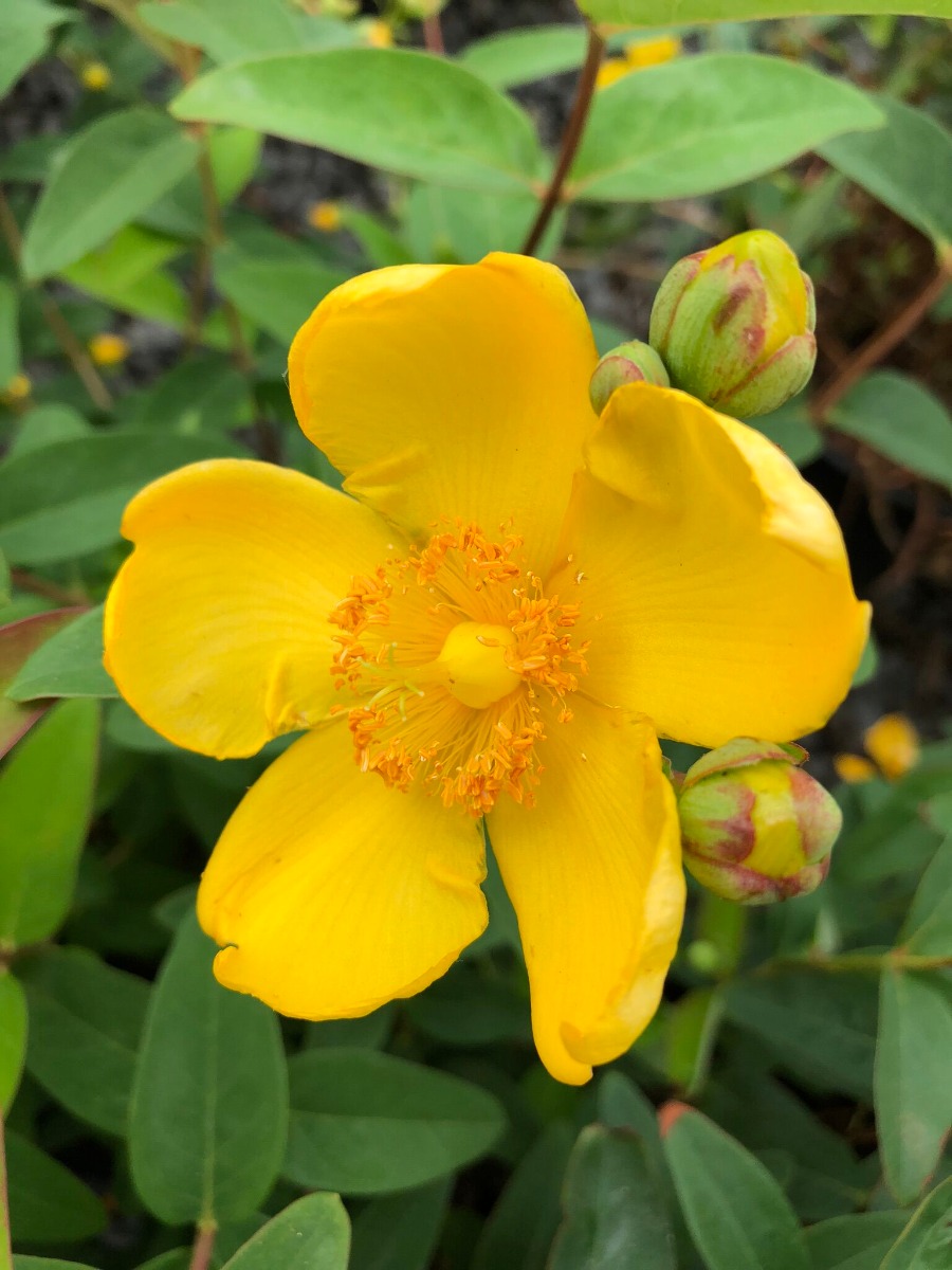 Buy St. John's Wort Plants Hypericum Stadler Nurseries