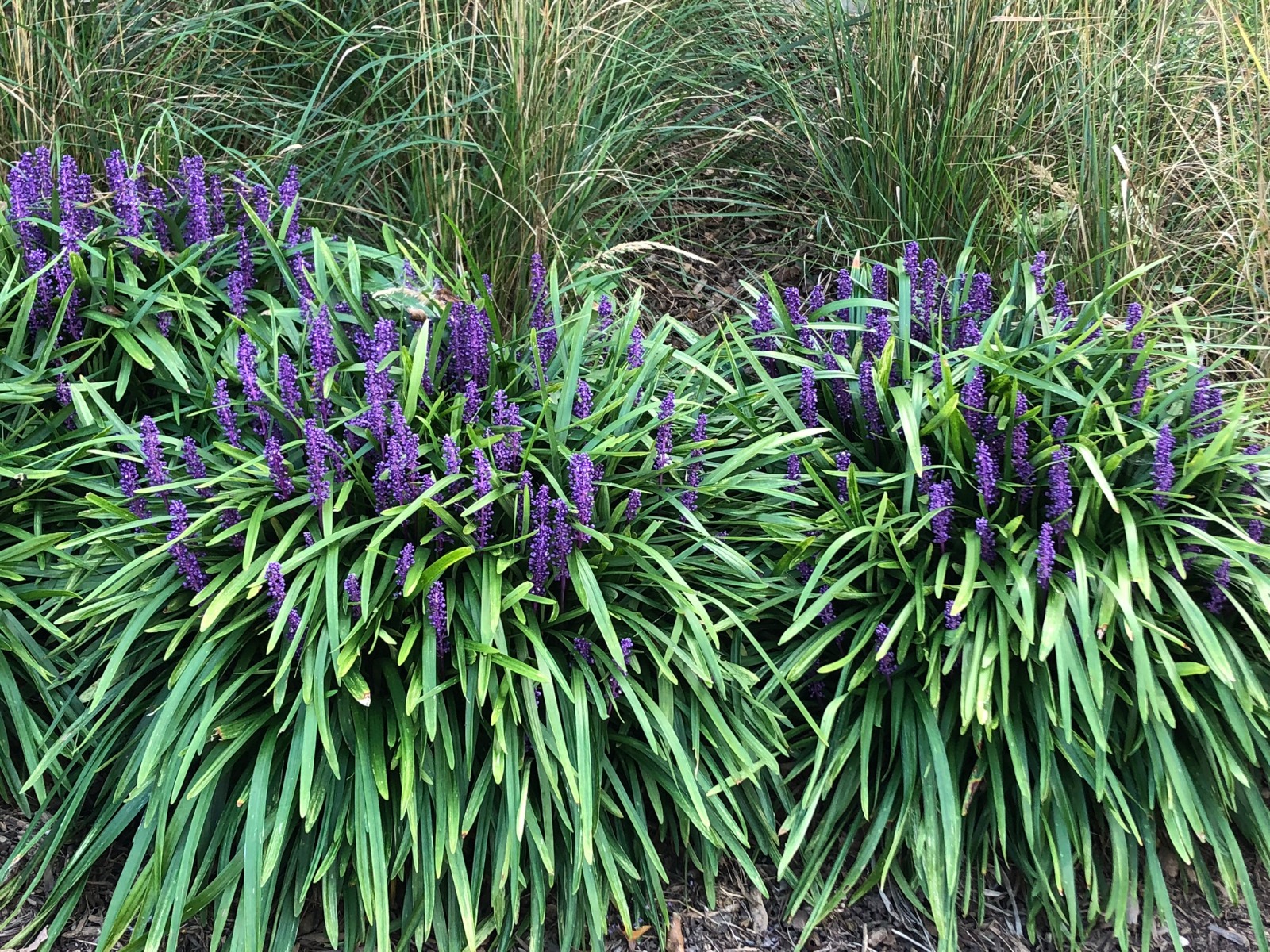 Liriope Muscari Royal Purple