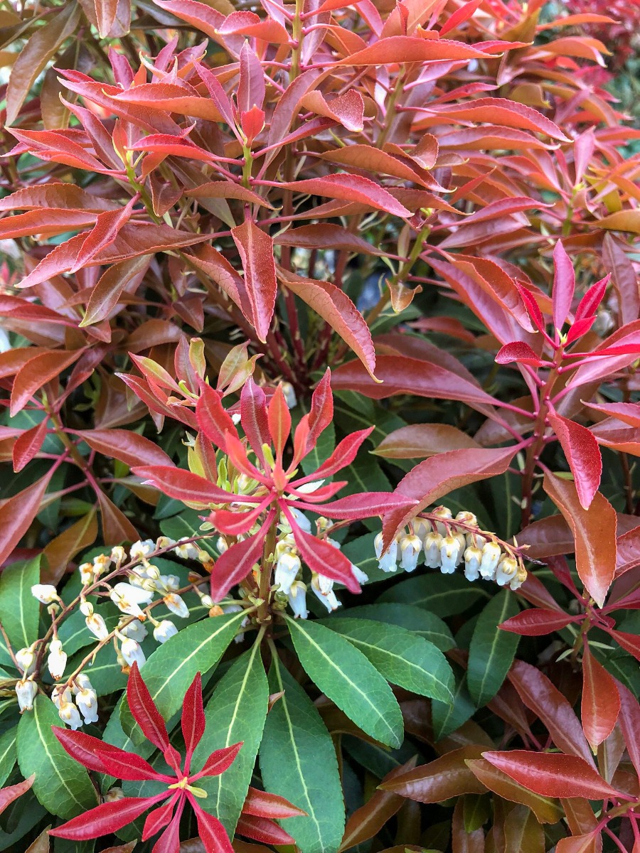 Buy Andromeda Plants Online Pieris Stadler Nurseries