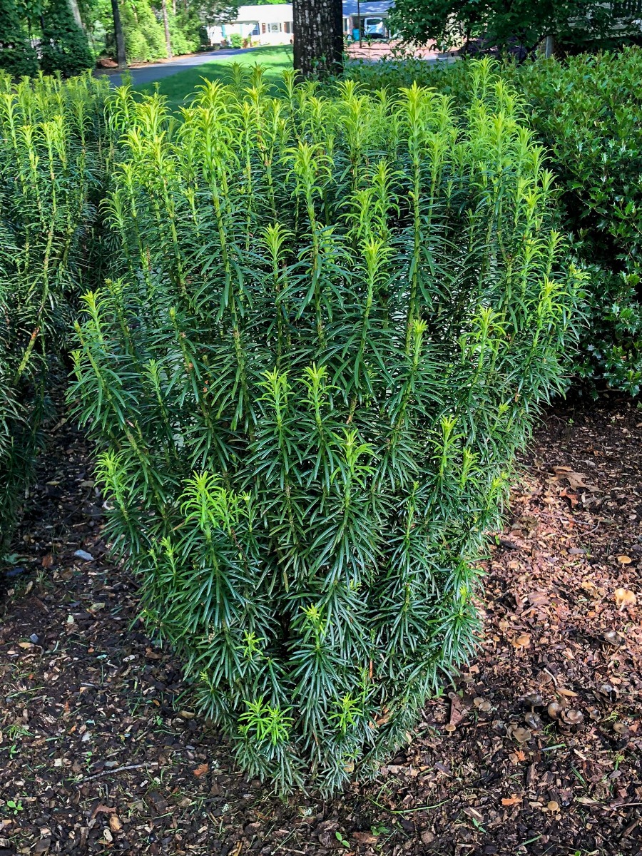 Yew Varieties