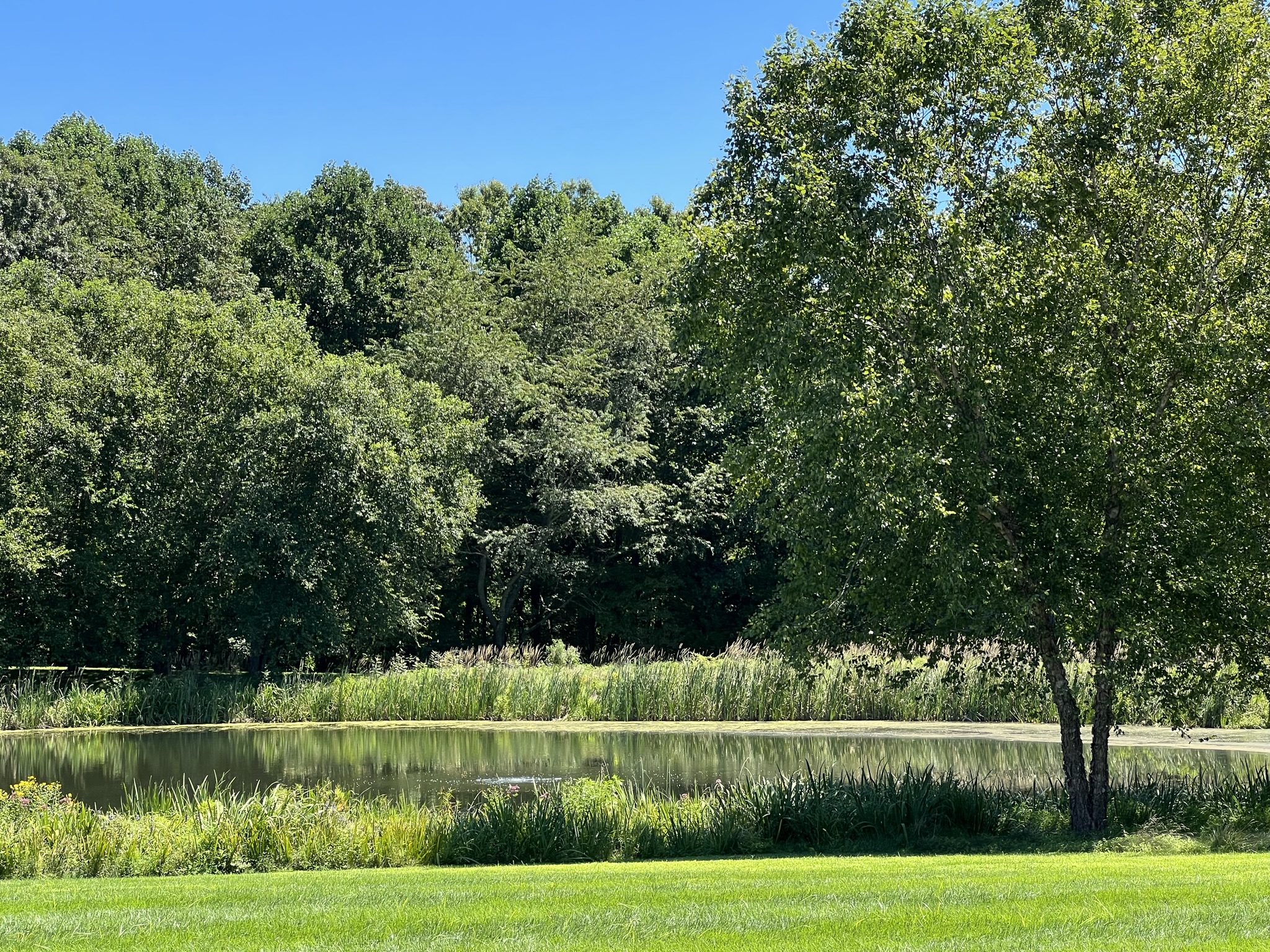 Great Trees for Wet or Moist Areas Stadler Nurseries