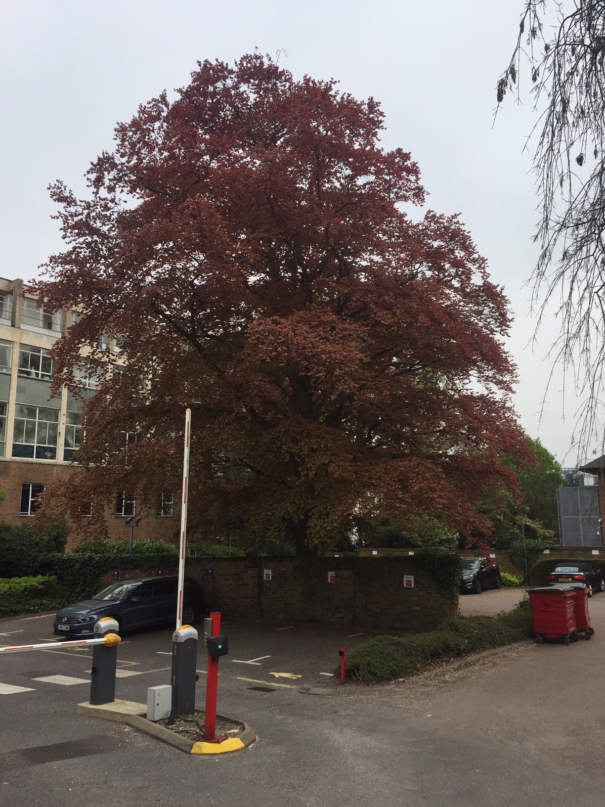 Tree Preservation Orders St Albans City and District Council