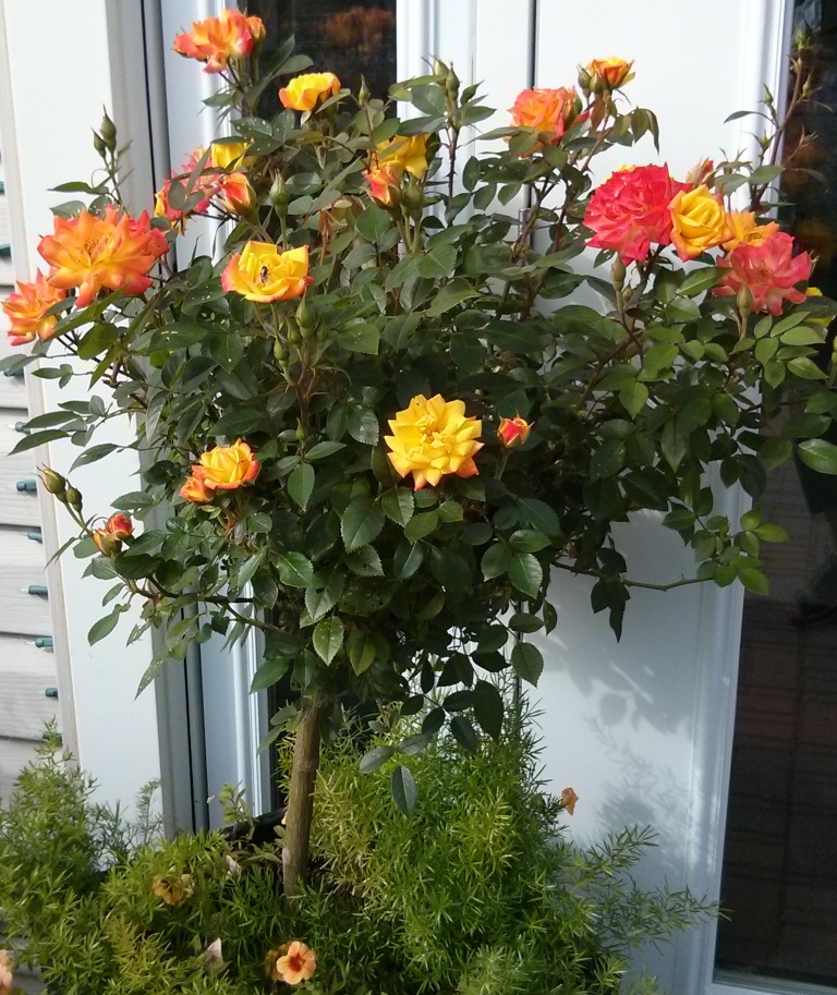 Roses How to Plant and Grow St. Albert Botanic Park