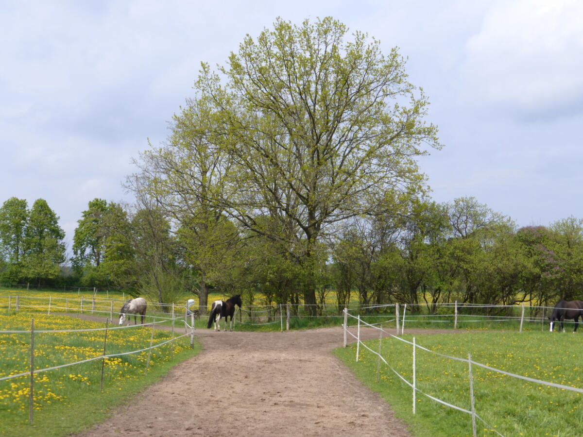 Laufstall, Offenstall, Paddocktrail, LAG*** mit freien Stallplätzen