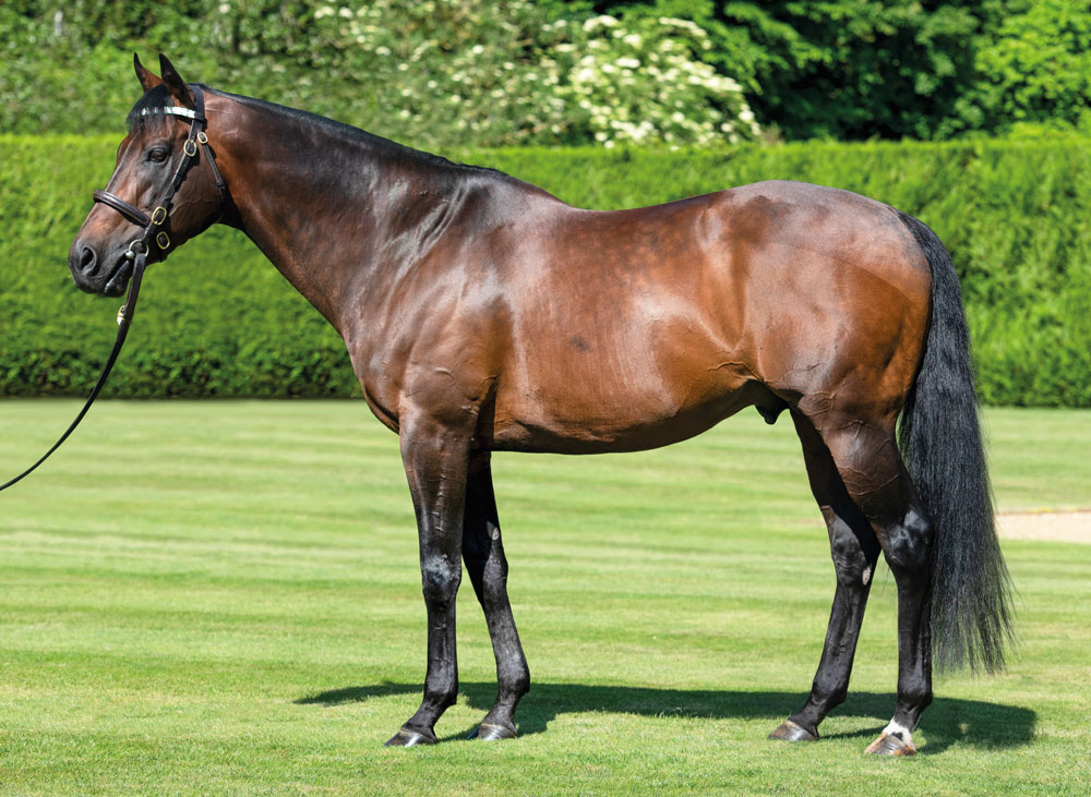 Home Thoroughbred Stallion Guide