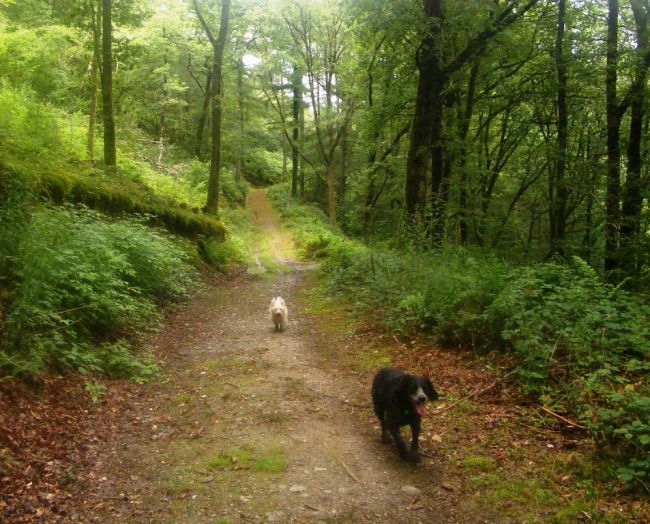Brechfa Forest Dog friendly walks along forest paths Walking, dog