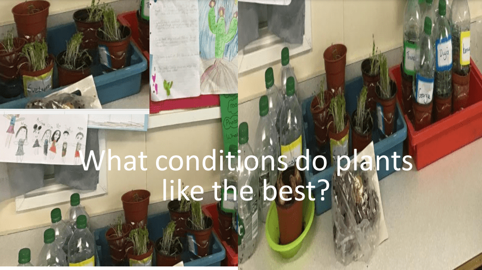 In what conditions do plants grow best? Stanborough Primary School