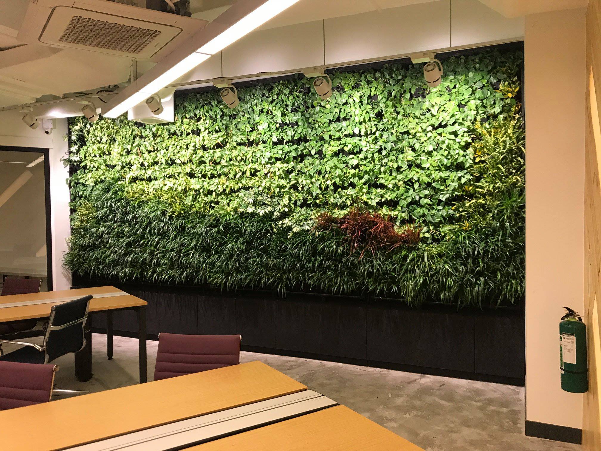 KMC SOLUTION GREENWALL AT OFFICE (INDOOR) Stande Phils. Workers Inc.