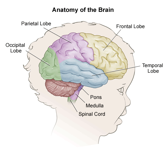 Anatomy of a Child's Brain