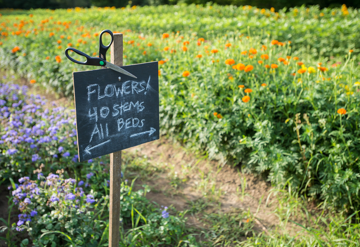 Do Not Pick Your Own Flowers Field Boston Photographer Stanley Rowin
