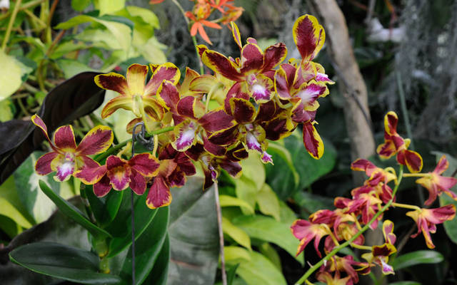 Foster Botanical Garden hosts plant sale, gardening classes Honolulu