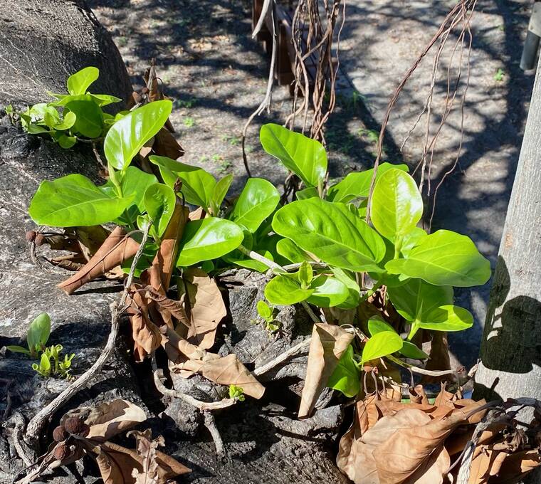 Lahaina’s 150yearold banyan tree has sprouted green leaves Honolulu