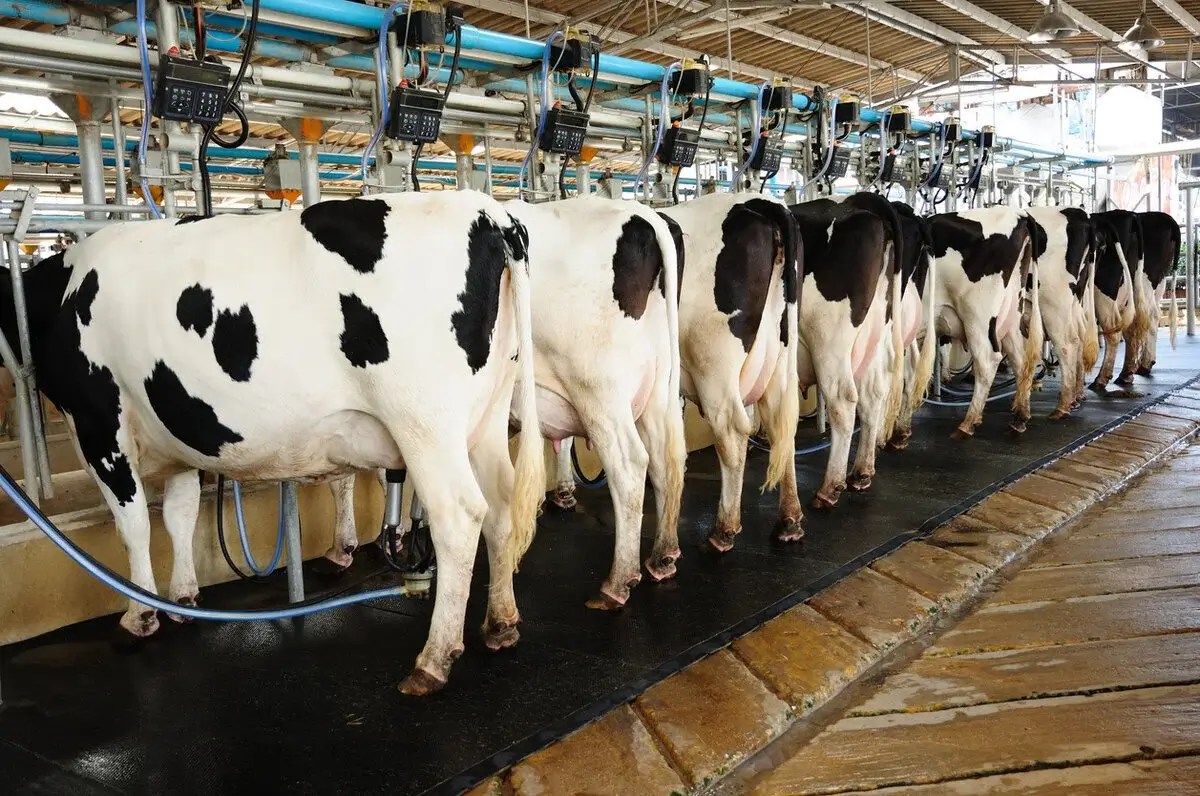 From Grass to Glass How to Boost Cow Milk Production Star Blends