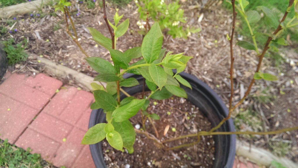 Grow Mouthwatering Blueberries Stark Bro's