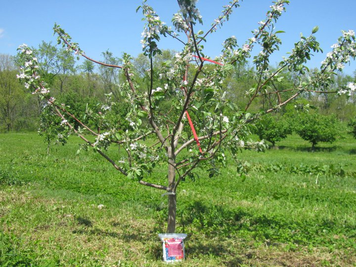 Stages of Apple Tree Growth What to Expect After Planting Stark Bro's