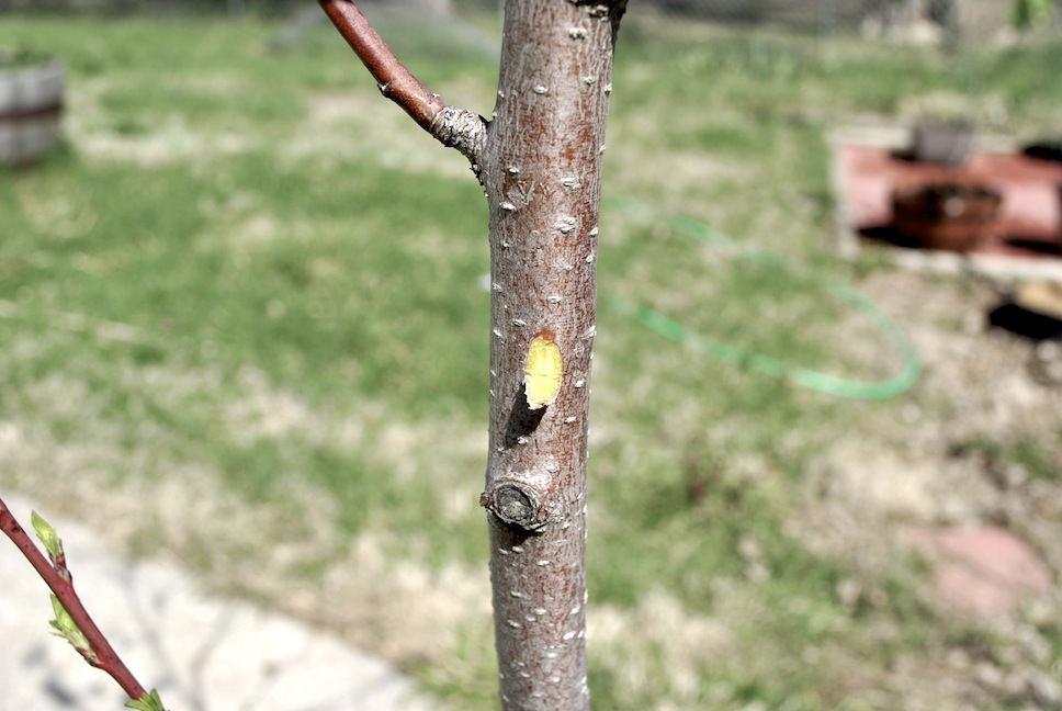 Home Orchard Management Royal Oak Farm Orchard How to Do a Scratch