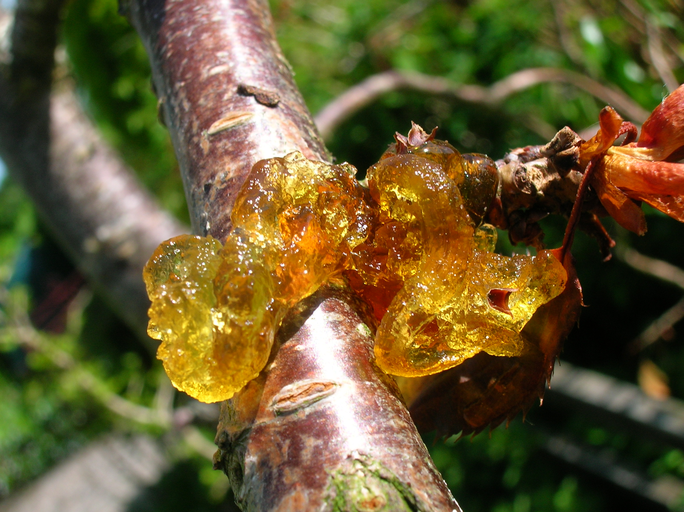 Fruit Tree Care Organic Disease Control Stark Bro's
