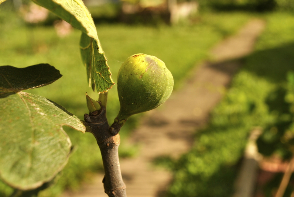 How to Tell When Figs Are Ripe Stark Bro's