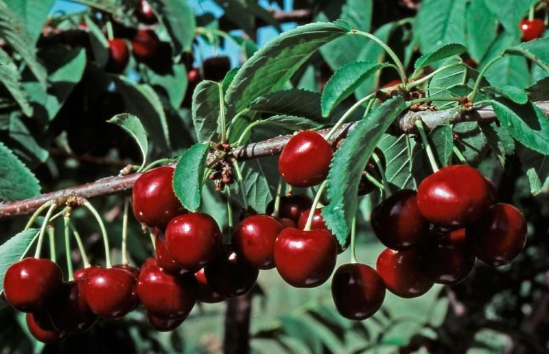 Stella Sweet Cherry Cherry Trees Stark Bro’s