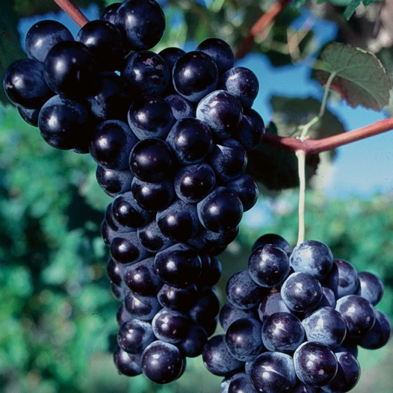 Concord Seedless Grape Vine Stark Bro’s