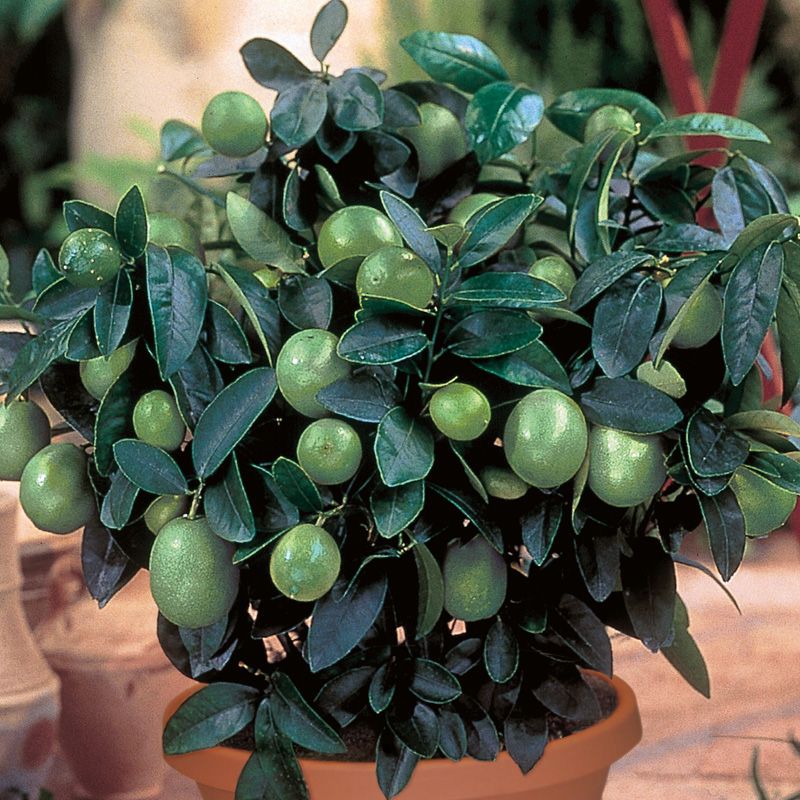 Key Lime Potted Kit Citrus Trees Stark Bro's
