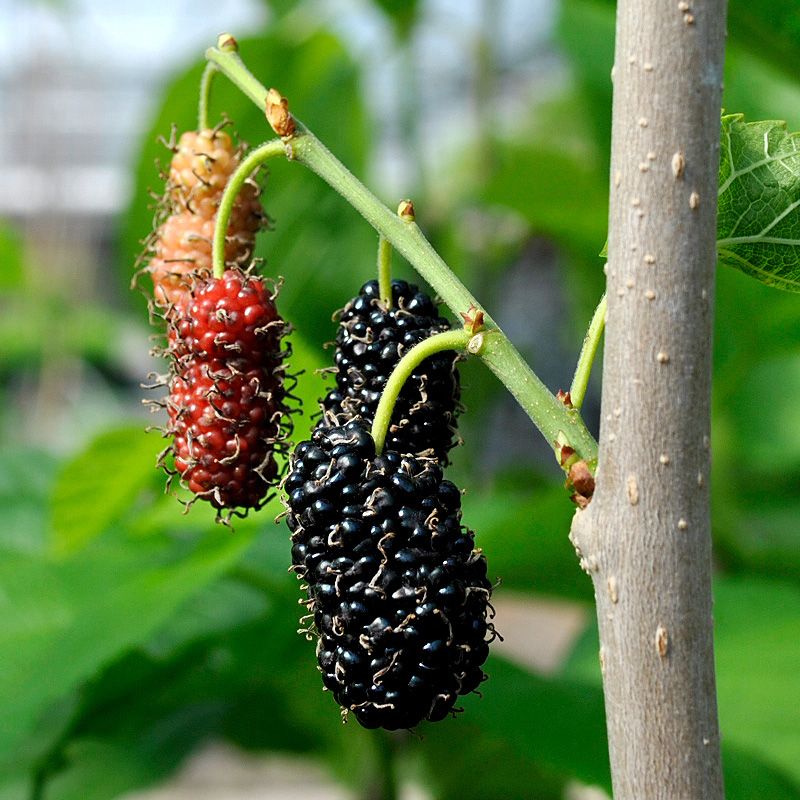 Shangri La Mulberry Mulberry Trees Stark Bro's