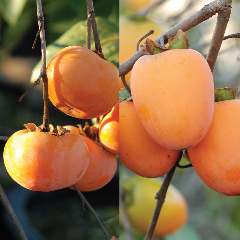 Double Play Asian Persimmon Tree Collection Stark Bro's