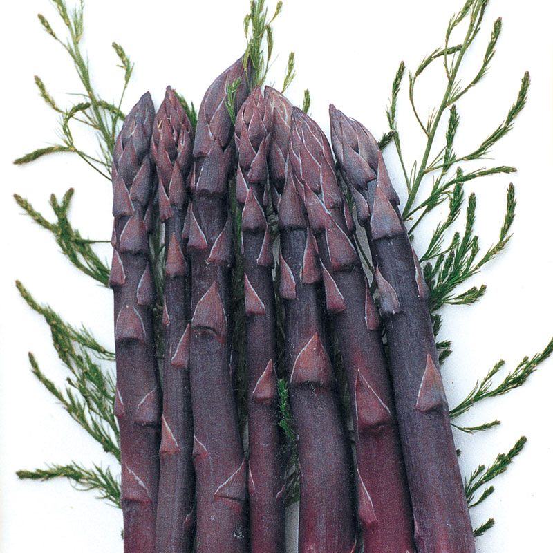 Purple Passion Asparagus Asparagus Plants Stark Bro's