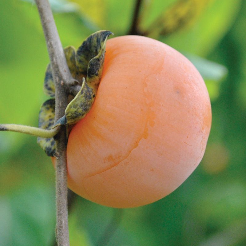 Yates American Persimmon Persimmon Trees Stark Bro’s