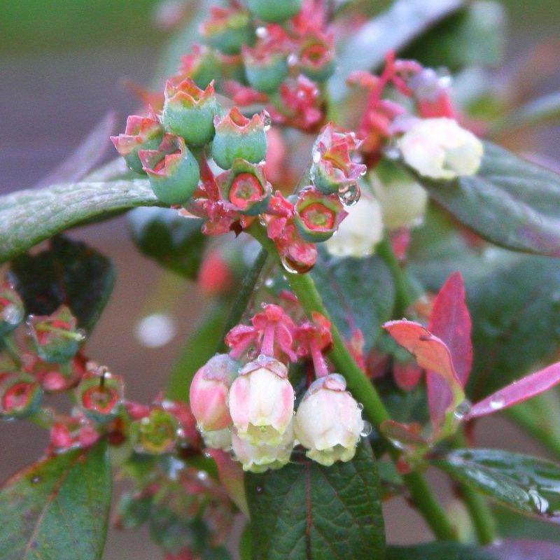 Bushel and Berry® Pink Icing® Blueberry Plants Stark Bro's
