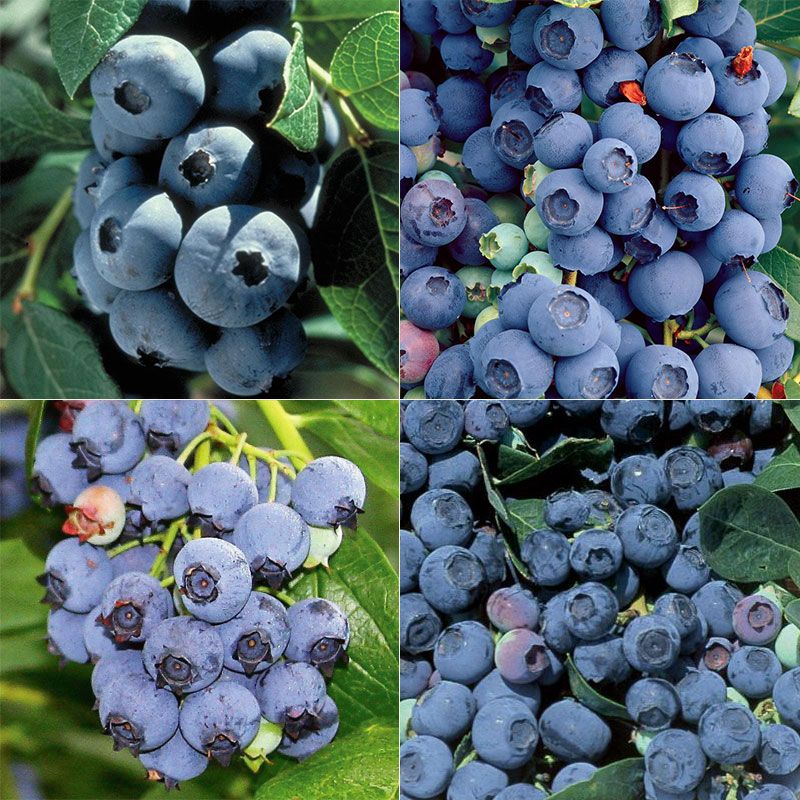 Heirloom Blueberry Plant Collection Blueberry Plants Stark Bro’s