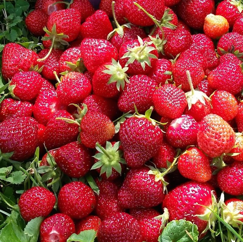 Sequoia Strawberry Plant Stark Bro’s