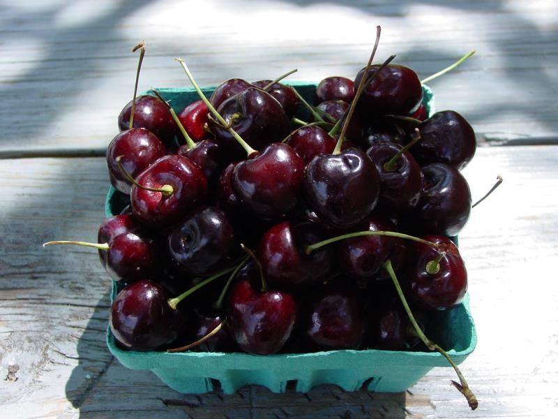 Sam Sweet Cherry Cherry Trees Stark Bro's