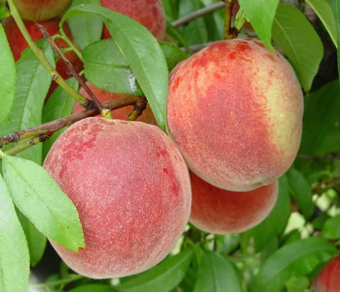 Stark® Early White Giant™ Peach Tree Stark Bro’s