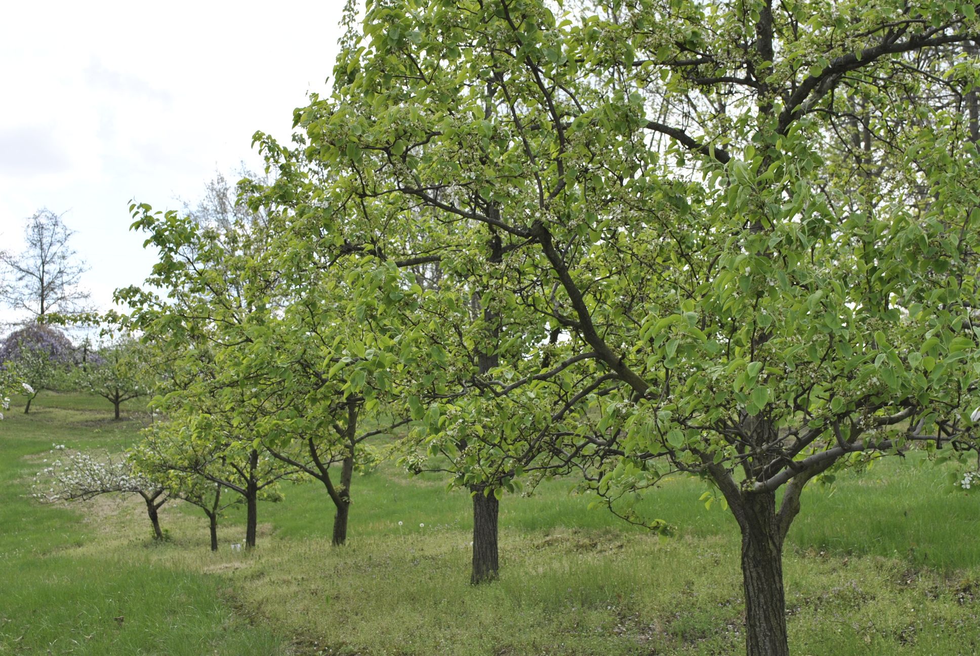Design Options Vintage Apple Tree www.np.gov.lk