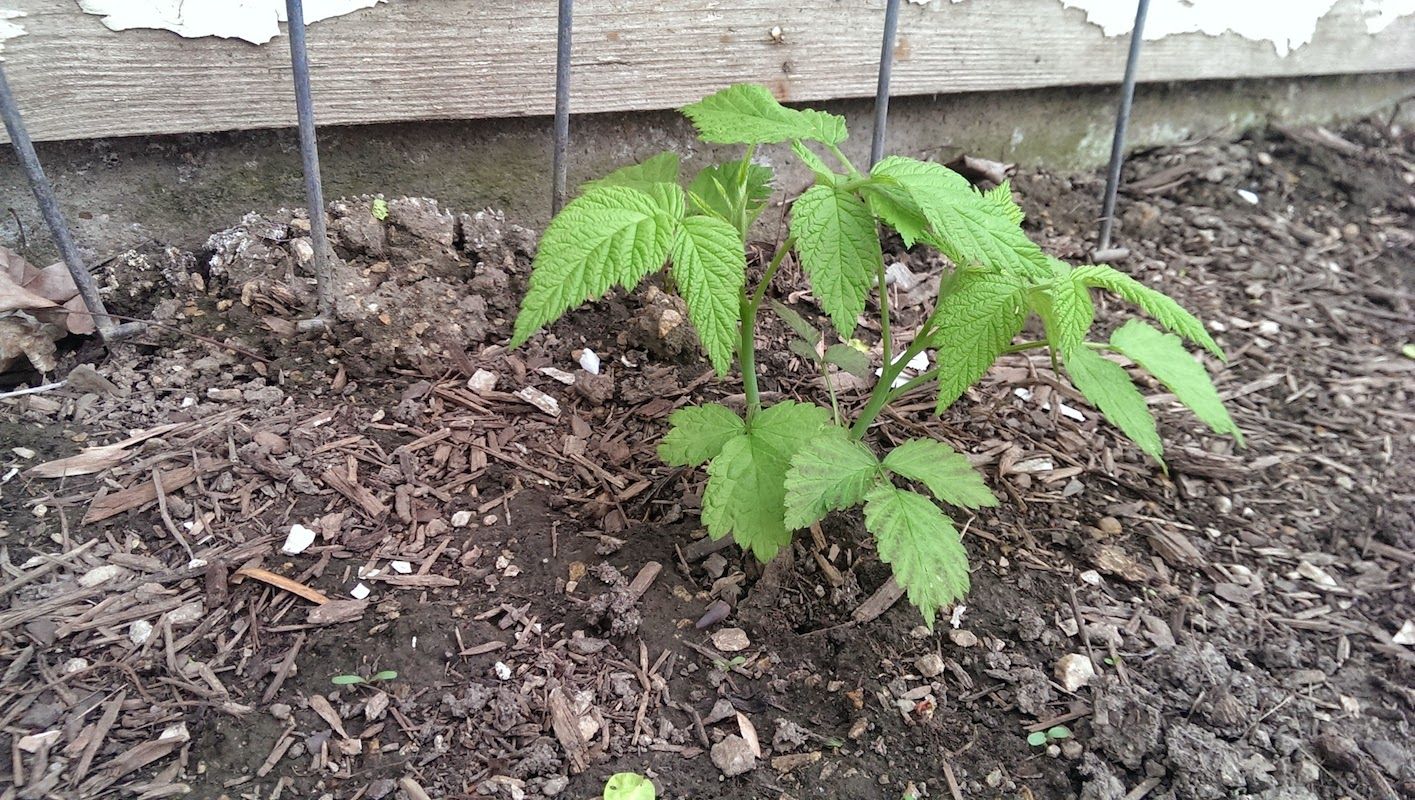 How to Plant BareRoot Raspberry Plants Stark Bro's