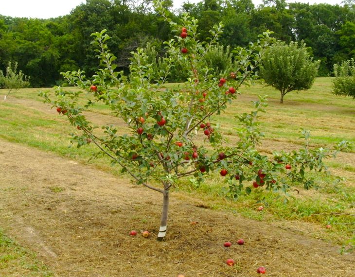 Growing Triploid Apple Trees Stark Bro's