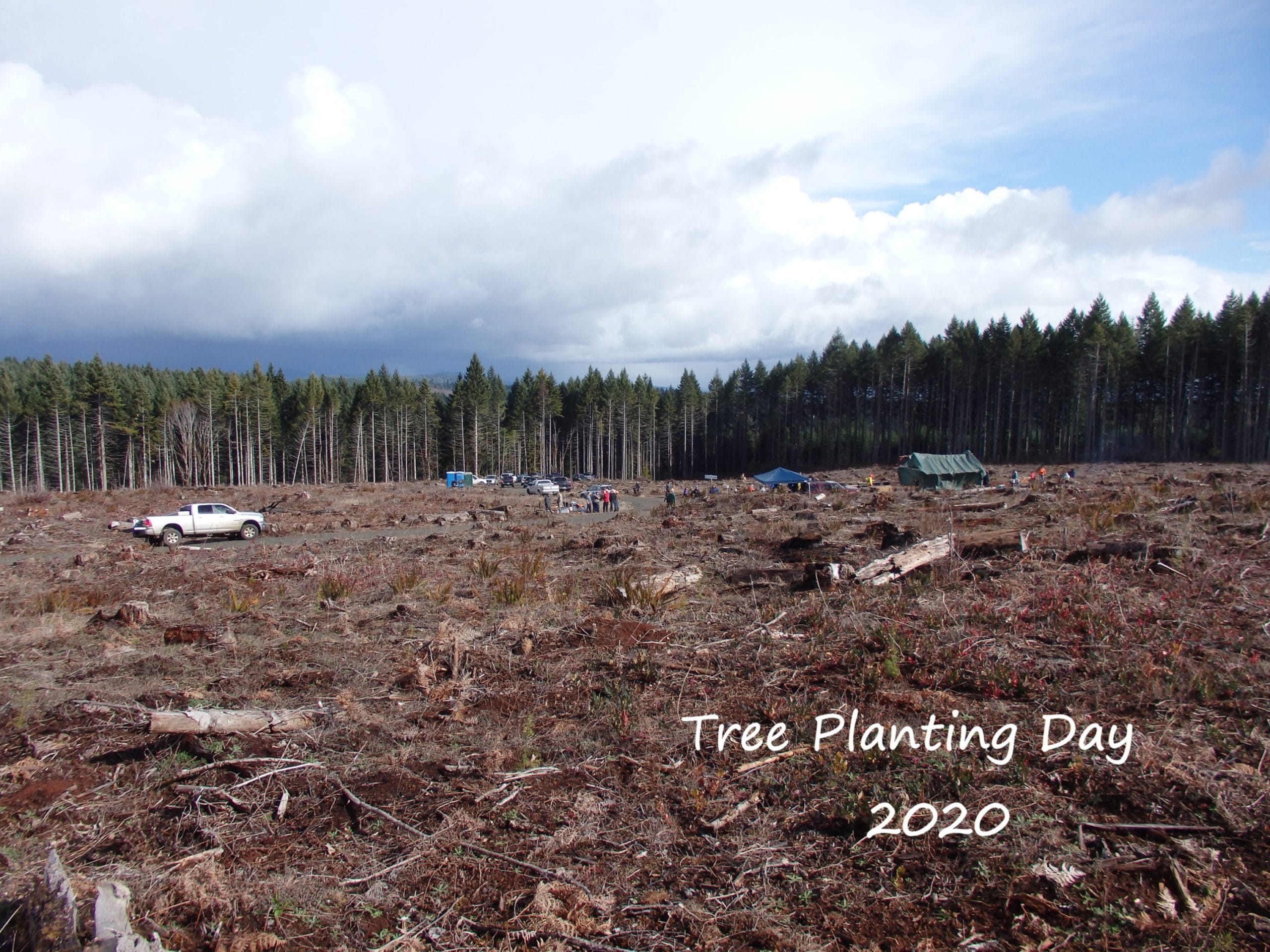 2022 Starker Forest Christmas Trees Tree Planting Day 2020